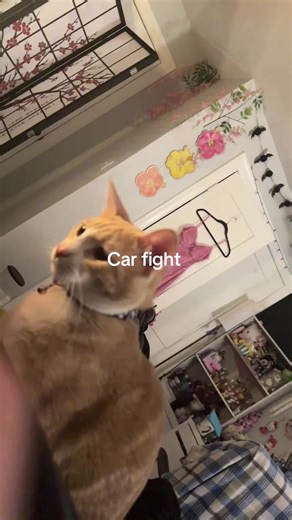 Meow (@spellbound_1)’s video of 2 Fast 2 Furious Car Scene