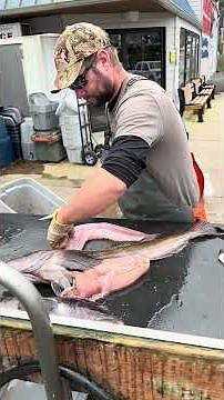 Filleting PB Lingcod