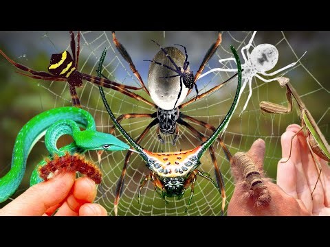 Eps 248 - Spider Hunting Advantures Catching Giant Golden Spider, Catch Snake and Frog in the Wild