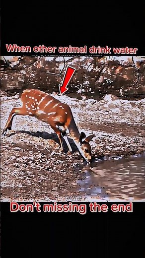 Wild Water Fight: Crocodile vs Lion 🐊🔥🦁 #animals #wildlife #animalfacts #viralvideo