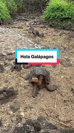 Explorando las Islas Galápagos: Biodiversidad en Ecuador