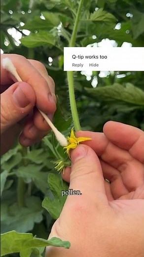 7 Ways to Hand Pollinate Tomatoes