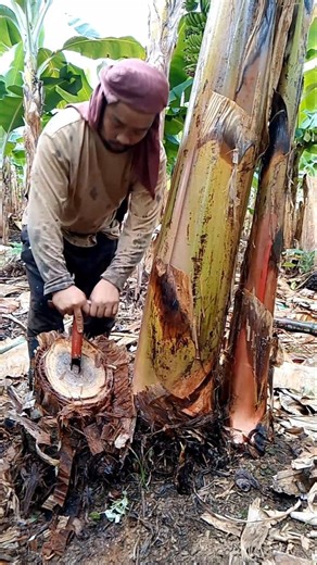 How to Take Care of Banana Plants #farming #tutorial #shorts