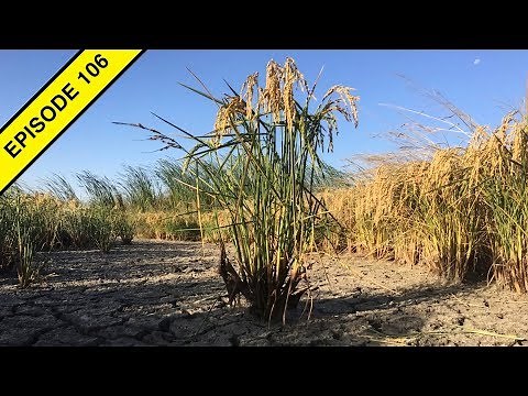 How to Grow Rice in the Great California Desert!