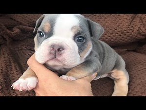 Rescuing An Abandoned Tiny Frenchie Bulldog - This Puppy Was Saved