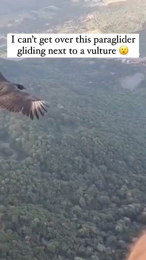 Pubity on Instagram: "Just incredible 😮 This man was gliding when all of a sudden he realized he was flying next to a wild vulture 😳 (Via @rafaellvital 🦅 @uru_fly / @raelserraaratanhaa)"