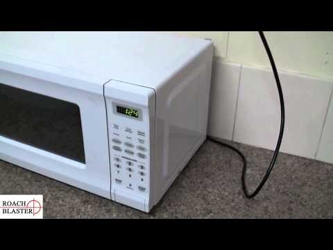 Cockroach infestation