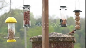 close up slow motion of a male sparrow (Passer domesticus) at a bird feeding station