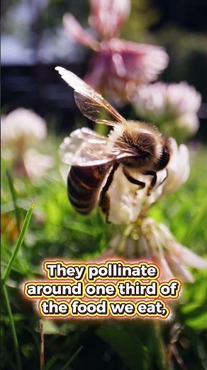 Buzzing Heroes: The Importance of Bees in Pollination