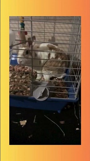 🎵The Sound That the Bunny Goes Poop | Silly Velvet Teen Rabbit Patches Faces While Pooping! 🐰💩😂