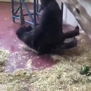 Let's do it like they do on the discovery channel.... | NastyHabits