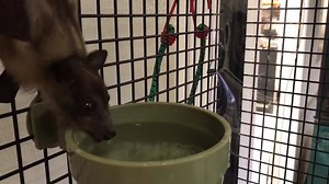 Mavis, the straw-colored fruit bat, is fueling up for the weekend! What are your plans? It’s Bat Appreciation Month! There are more than 1,300 species of bats and they all play important roles to the health of their ecosystems. | Minnesota Zoo