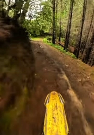 Exciting Suzuki Dirt Bike Highlights You Can't Miss!