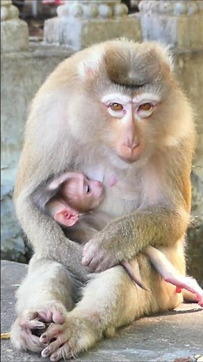 Look at Mama Monkey Miny takecare of newborn