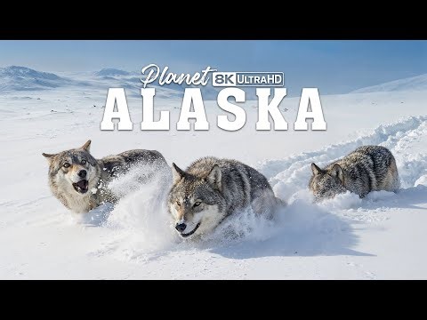 ALASKA WILDLIFE | The Struggle for Extreme Survival Amidst Ice and Beasts | Animal Documentary