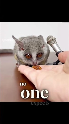 A predator so cute, you’ll want it as a pet