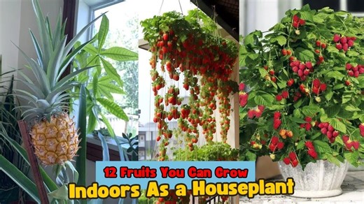 Grow 12 delicious fruits indoors as houseplants