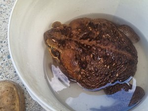 Australian park rangers say 'Toadzilla' could be world's biggest toad - The Weather Network