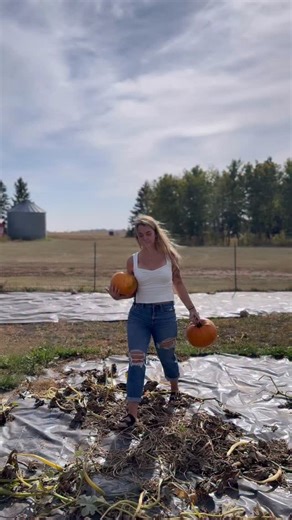 Homemade Pumpkin Puree🎃 Slice pumpkins in half., scoop out the seeds, and roast flesh-side down at 400°F until tender. Let cool, peel off the skin and then scoop out the flesh. Fresh pumpkins hold more water than canned, so squeeze out the extra moisture for better pies breads. Blend until smooth, then freeze in 1-cup portions for easy baking later. . . #homestead #homesteading #gardening #growyourownfood #homemade #scratchmade #baking #farmlife #recipe #garden #pumpkin #pumpkins #pumpkinpatch 