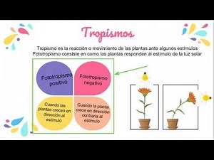 Fototropismo positivo y negativo 3A