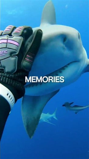 A Heartwarming Friendship Between a Man and a Shark! 🦈💙