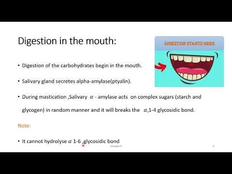 Digestion of Carbohydrates | Step-by-Step Process Explained | Biochemistry