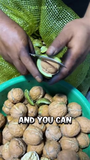 Why Walnuts Turn Into Charcoal Bricks #facts | zomargo
