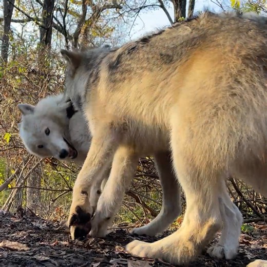 For wolves, playtime isn’t only fun, it strengthens family bonds and reaffirms social status within the pack. When seeking to play, wolves will dance and bow playfully. Playtime can also include a game of chase, jaw sparring, and varied vocalizations. For wolves, it's all about family: https://nywolf.org/learn/ | Wolf Conservation Center
