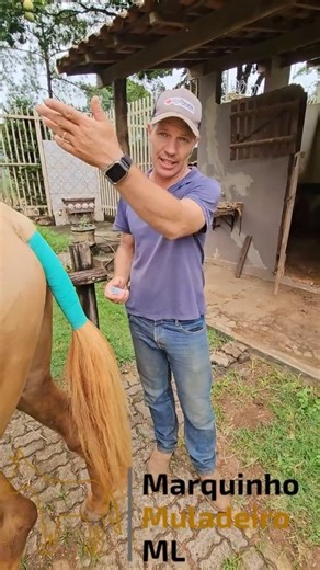 Marquinho Muladeiro ML | Poucas pessoas sabem da importância desta técnica para seu animal no transporte e mais importante é que qualquer pessoa pode fazer, mas... | Instagram