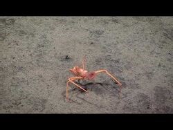 Pagurid (Hermit Crab)- 2016 Deepwater Exploration of the Marianas