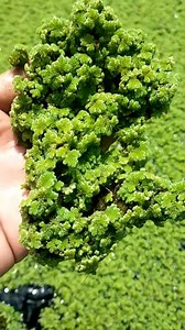 161K views · 979 reactions | Fastest Growing Plant on Earth – Azolla You Never Heard Before! #shorts #plants #farming #reels #China #nature #instagram | The Facts Hub | Facebook