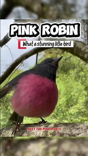 Pink robin, what a stunning little bird #birds #animalfacts #robin