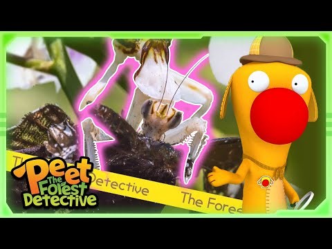 Mantis Attacks the Flowers! 🌸🦗 | Full Episode | Cartoons for Kids | Peet The Forest Detective