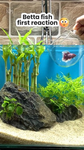 Betta fish first reaction in new tank 😳