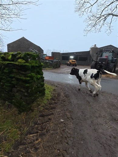 Charming Calves on the Run at Sam Shutt Farming