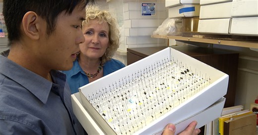 A GROWING PASSION: Wild And Wooly: Native Bee Pollinators