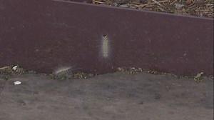 Webworms weaving their way in and out of your plants; how to get rid of them