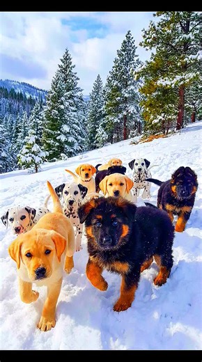 Puppies ❤️ #puppies #dogs #germanshepherd #labrador #dalmatian created together with A.I