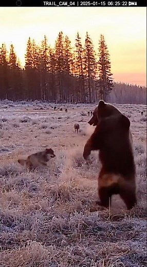 Grizzly Bear Surrounded by Wolves in a Wild Face-Off!