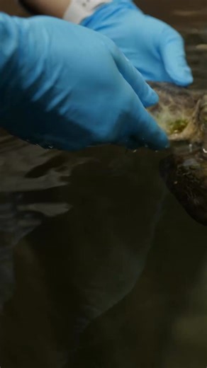 For more than 55 years, we have worked to protect the ocean and the animals that call it home. Because a healthy ocean equals a healthy planet. #divedeeper to learn more. | New England Aquarium