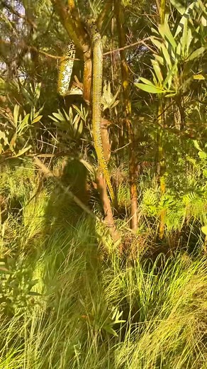 Diamond Python Release – Bangor Got to love the yellow on this stunner! ✨ This beautiful Diamond Python was safely relocated and released back into suitable bushland in Bangor today. Always a privilege to see these gentle beauties up close before they head back on their way. 🐍 If you spot a snake around your home, stay back, keep eyes on it, and give me a call. Shire Snake Wranglers – 0428 458 856 #DiamondPython #Bangor #SutherlandShire #SnakeRelease #ShireSnakeWranglers #SydneyWildlife #Reptil