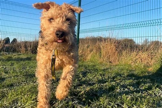 Dogs Trust: 10 loving pups seeking homes in Sussex