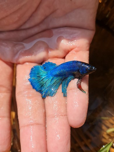 Explore Beautiful Betta Fish Varieties