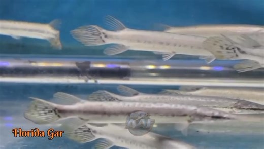 THE ULTIMATE COLLECTION OF IMPORTED & EXOTIC AQUARIUM FISH 🔥🔥🔥 Power • Rarity • Pure Class 💥 Choose Your Beast – Only Premium & Hand-Picked Fish Available 💥 🐟 Arowana | Stingray | Flowerhorn | Cichlid | Rare Catfish & More 📞 For Enquiry: 098365 15451 | 6290-774415 | 7980-373935 📲 DM for live videos & price details ⚡ Limited Stock | Serious Buyers Only #ImportedFish #ExoticFish #MonsterFish #ArowanaLovers #AquariumKing #PremiumFish #FishCollectors #LuxuryAquarium #RareFish #AshokAqua | As