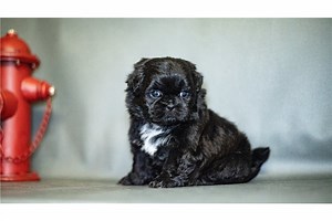 Ripple - Shih Tzu Puppy ECF40F