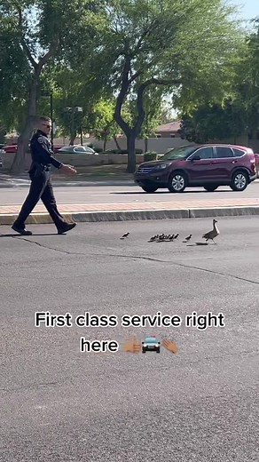 Just one more reason to love Arizona! Cops saving a mom and baby ducks 🥹 #arizona #savinganimals #cops #copsoftiktok #fyp #foryoupage #viral #happy #animals #ducks
