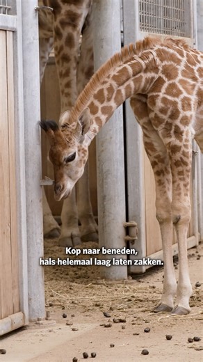 GIRAFFE JONG UPDATE 3 🦒 Spannend moment: de jonge giraffe heeft longontsteking. Dierverzorgers hebben afwijkend gedrag gezien bij de jongste aanwinst van de giraffengroep. De anders zo energieke giraffe laat haar kop hangen en staat met haar poten heel dicht bij elkaar. De dierverzorgers schakelen de dierenarts in en zo ontdekken ze dat het jonge dier een longontsteking heeft. Een longontsteking kan gevaarlijk zijn voor jonge dieren, net zoals dat gevaarlijk is voor baby's of oudere mensen. Na 