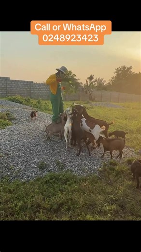 Selling Livestock: A Guide to Goat Farming