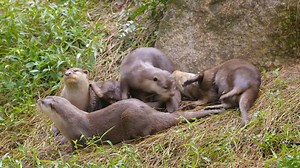 Take an otterly adorable look at two different otter species at River Safari in Singapore. | San Diego Zoo