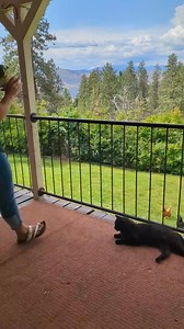 76K views · 3.2K reactions | Snack Time! #homesteadlife #washington #pnw #chickens | Mountain Spring Homestead | Facebook